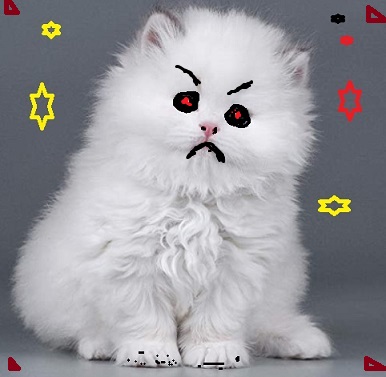 Evil Kitten